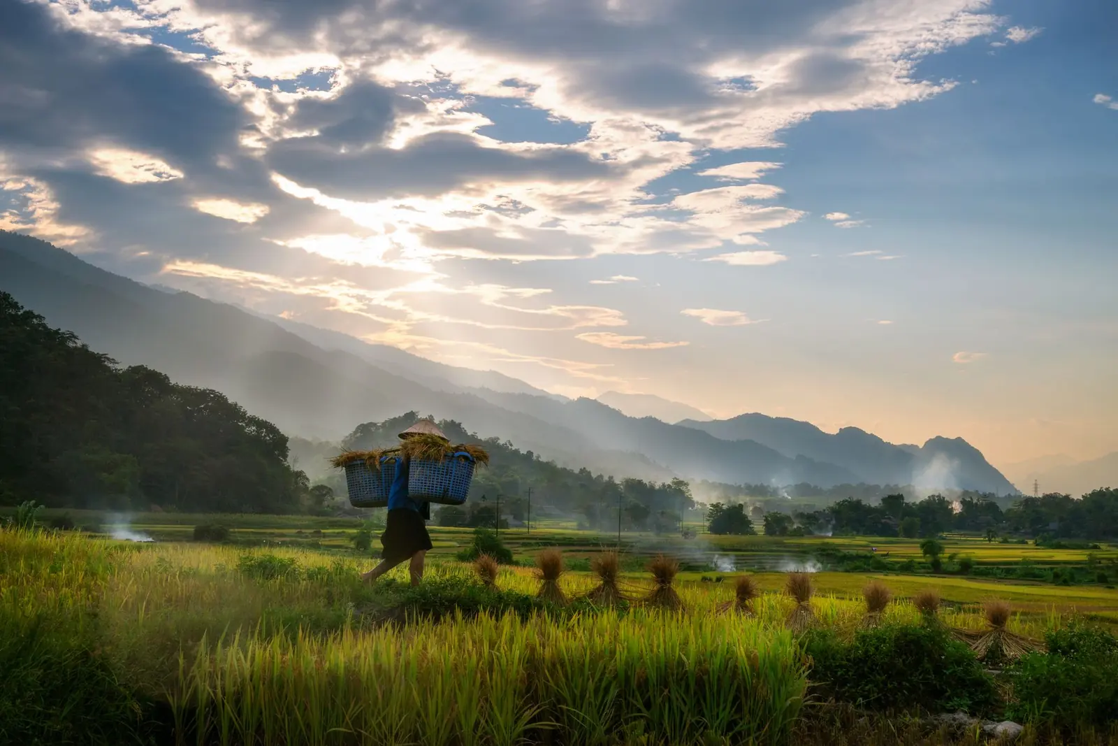 Người nông dân gánh lúa qua cánh đồng lúc bình minh
