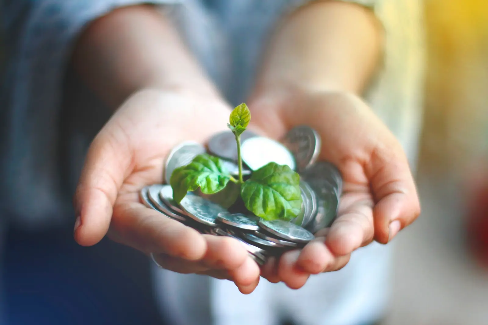 Hai bàn tay nâng nắm tiền xu có mầm cây